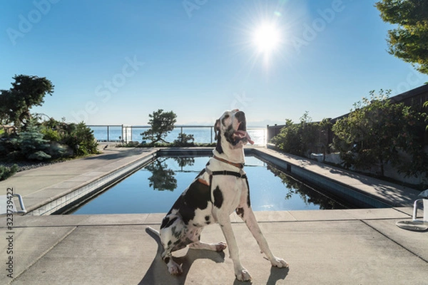 Fototapeta Handsome harlequin dog sitting next to a backyard swimming pool under hot summer sun.