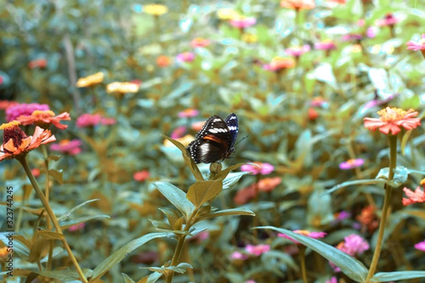Fototapeta Flowers daisies in summer spring meadow on background blue sky with white clouds, flying orange butterfly, wide format. Summer natural idyllic pastoral landscape, copy space.