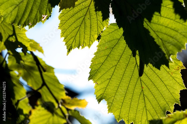 Fototapeta Hazelnut on a branch with green leaves. Late summer in the shrubs with leaves and sunburst. Healthy eating natural protein.