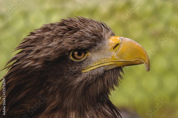 Obraz portrait of an eagle