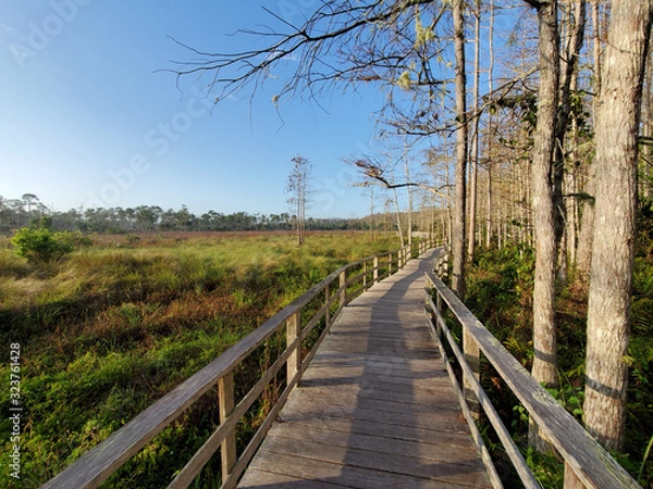 Fototapeta Boardwalk in Audobon Corkscrew Swamp Sanctuary, Florida Everglades Ecosystem - Nature Walking Trail, Protected Forest Swamp Ecosystem