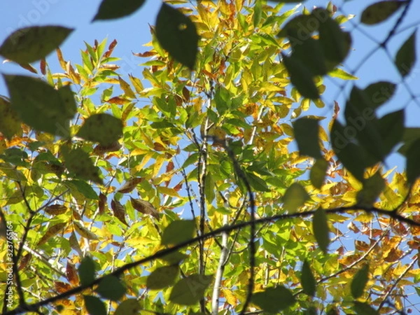 Fototapeta hojarasca