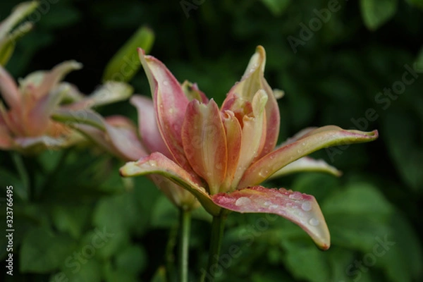 Fototapeta The flower is a pink-yellow lily with droplets of dew on the petals.