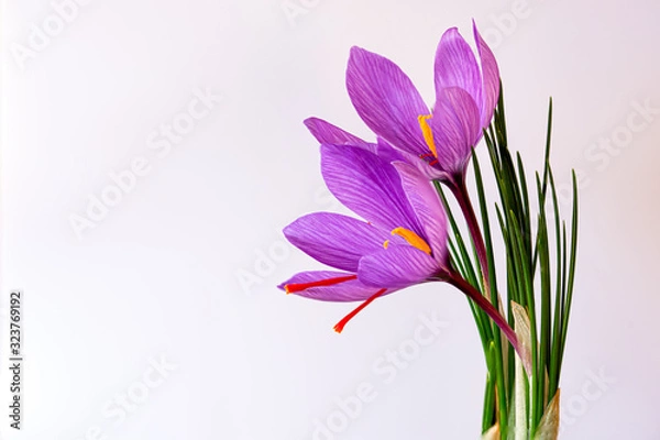 Obraz Saffron flower over white background