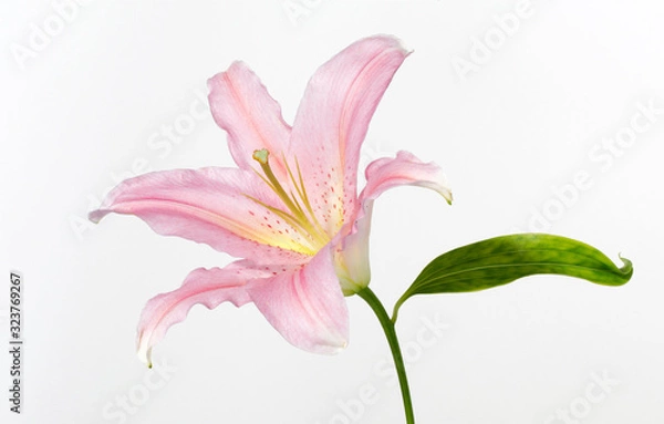 Obraz pink lily