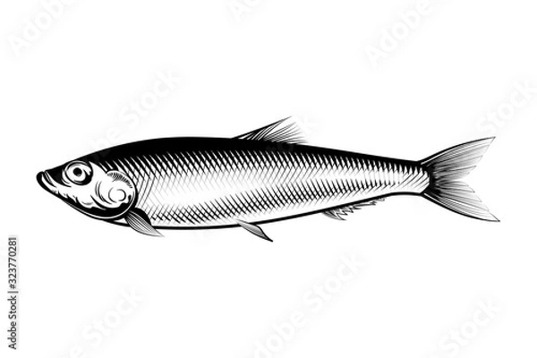 Obraz Sprat fish ink illustration. Small fish of herring family vector.