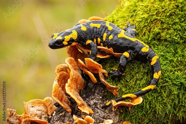 Fototapeta Fire salamander, salamandra salamandra, looking sideways from a moss covered tree in forest. Patterned toxic animal with yellow spots and stripes in natural habitat.