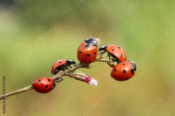 Fototapeta ladybug on green leaf