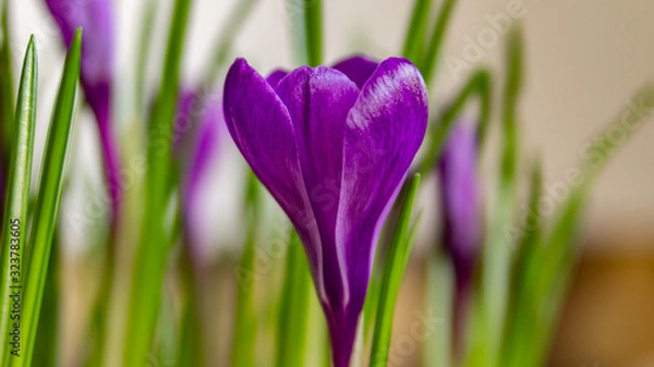 Obraz Wiosenny krokus 