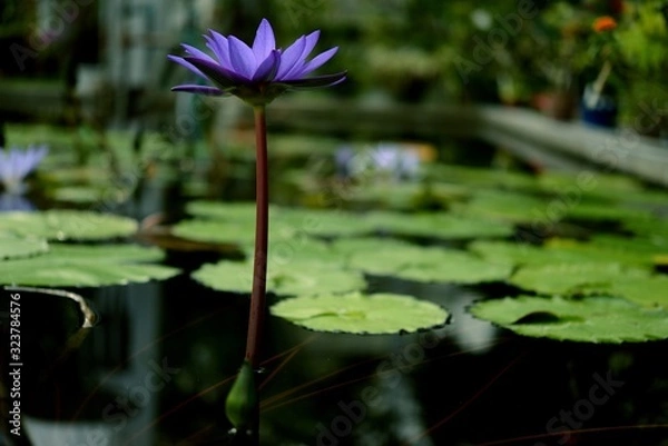 Obraz 北大植物園のハス