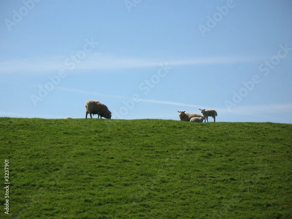Obraz Schafe auf friesischer Düne