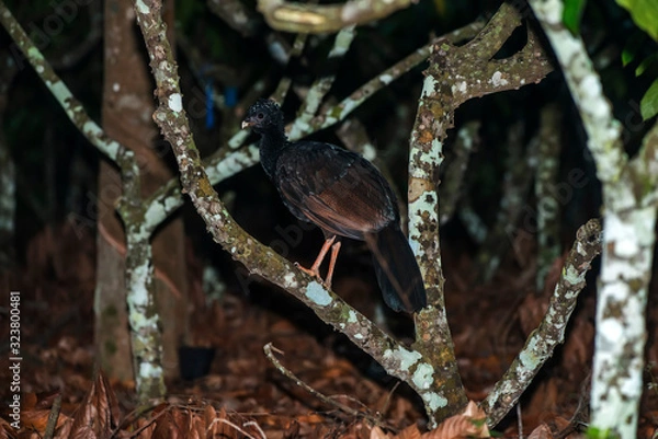Fototapeta Red billed Curassow  photographed  in Linhares, Espirito Santo. Southeast of Brazil. Atlantic Forest Biome. Picture made in 2016.