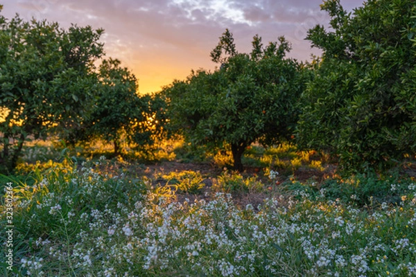Obraz sunlight behind orange field