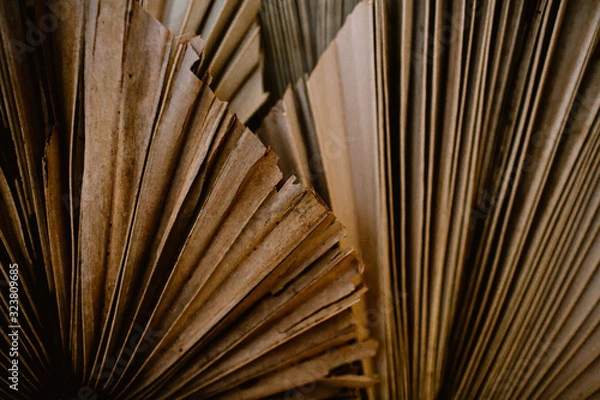 Fototapeta dry brown leaves texture ( teak leaves )