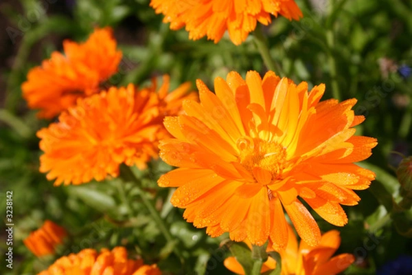 Obraz close up calendula