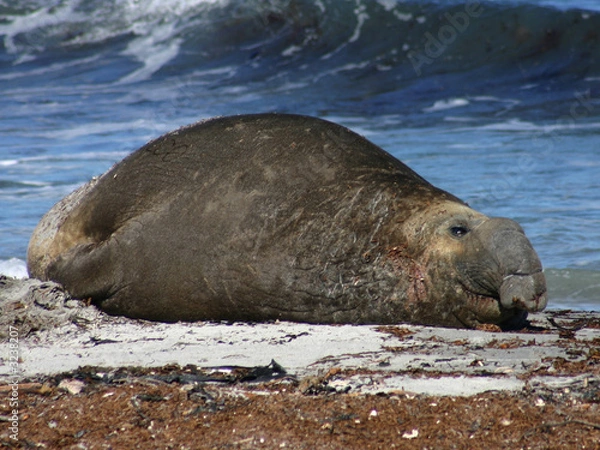 Obraz manatee on the beach