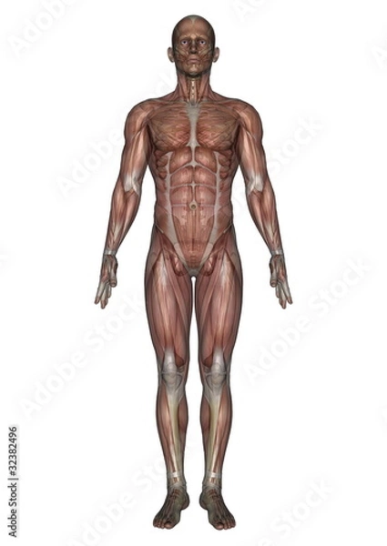 Fototapeta 男性人体模型