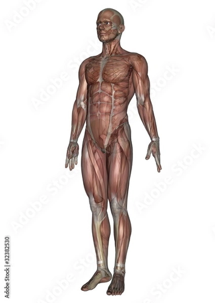 Fototapeta 男性人体模型