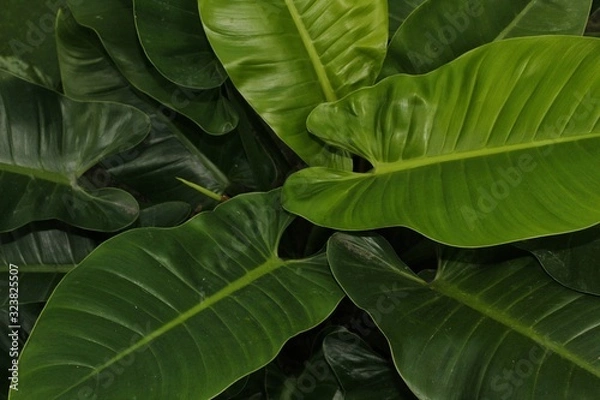 Fototapeta plantas