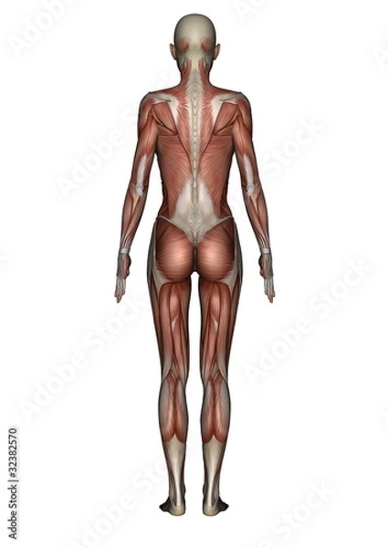 Fototapeta 女性人体模型