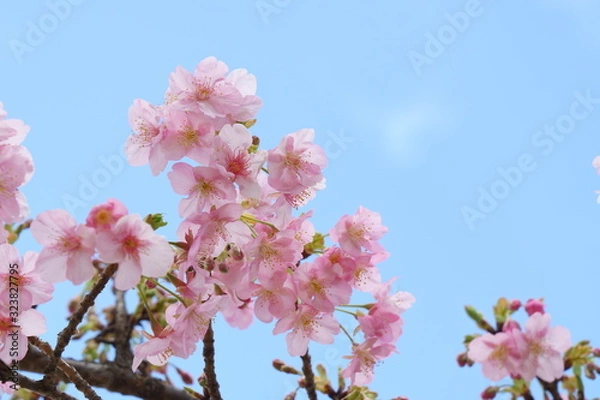 Fototapeta 早春の早咲きの桜（河津桜）の花が咲く