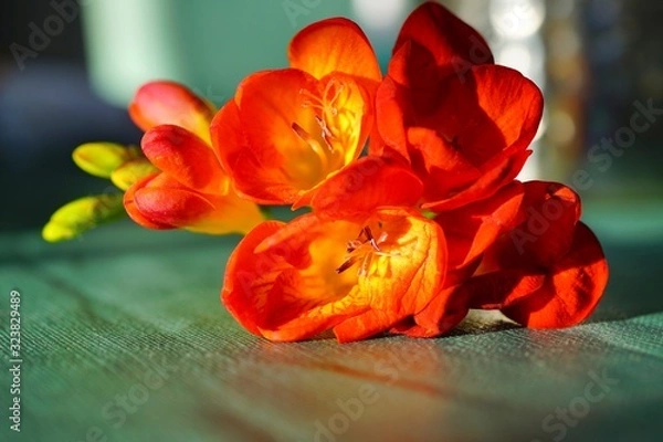 Fototapeta Stem of fragrant orange freesia flowers