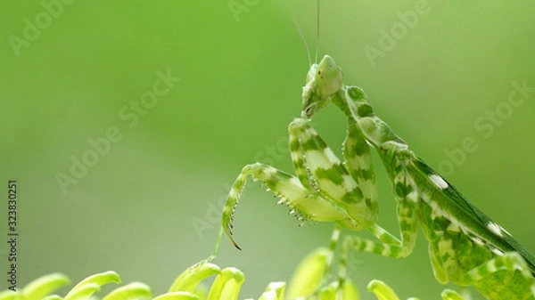 Obraz mantis on the leaves