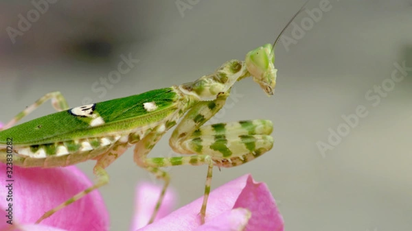 Fototapeta mantis on the leaves