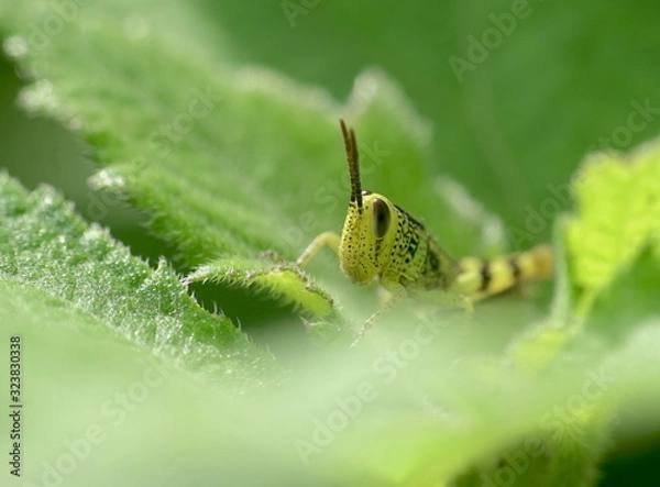 Obraz grasshopper on the leaves
