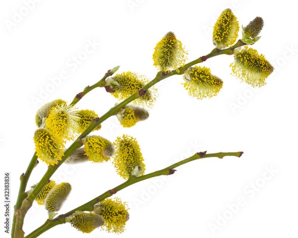 Obraz pussy willow branches