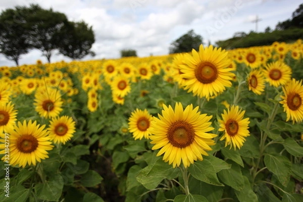 Fototapeta 十字架のある丘とひまわり畑