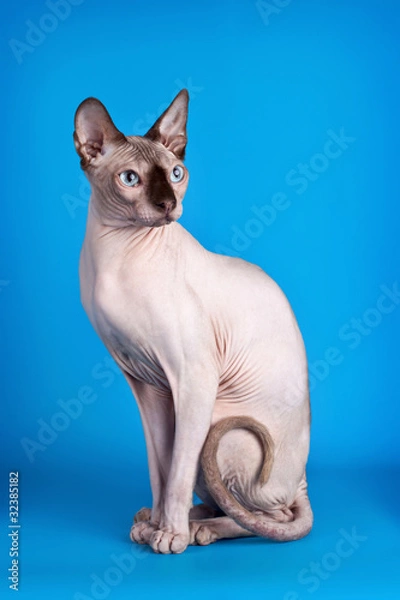 Fototapeta Sphynx on blue background