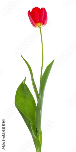 Fototapeta single red tulip