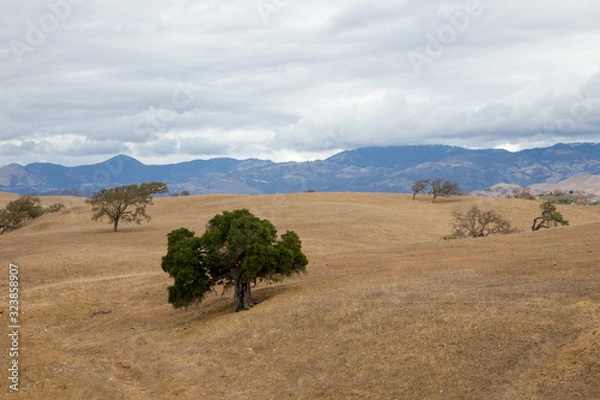 Fototapeta california black oaks, quercus kelloggii, on golden rolling hills