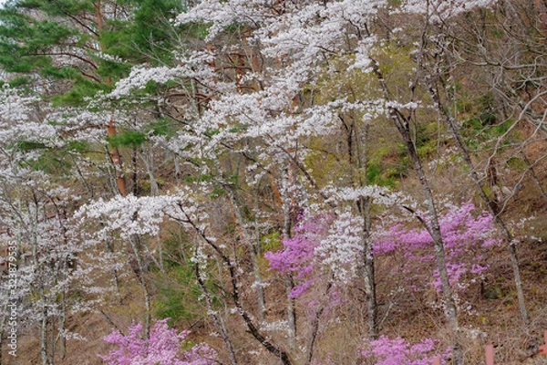 Fototapeta 山桜
