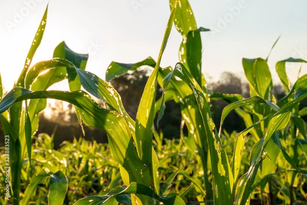 Obraz Corn leaf damaged by fall armyworm Spodoptera frugiperda.