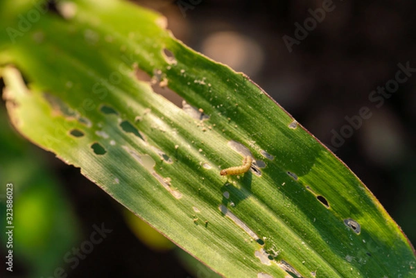 Fototapeta Corn leaf damaged by fall armyworm Spodoptera frugiperda.Corn leaves attacked by worms in maize field.