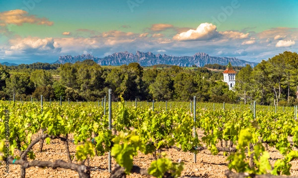 Fototapeta Vineyards at Penedes wine region with a beautiful cellar tower and the Montserrat Range in the distance / Catalonia, Spain.