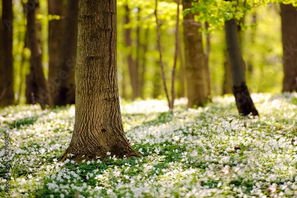 Obraz Waldboden im Frühling 3