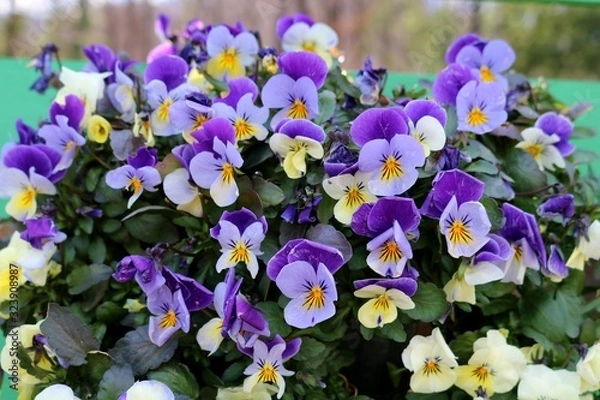 Obraz 花　すみれ　パンジー　春