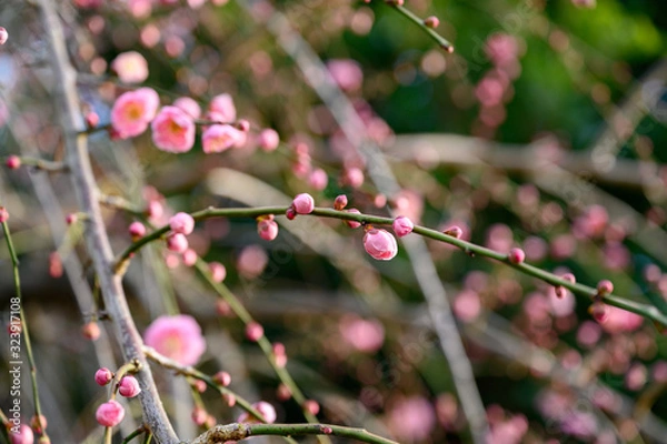 Fototapeta 枝垂れ梅のつぼみ