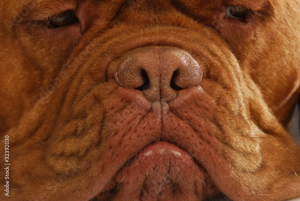 Obraz dog nose