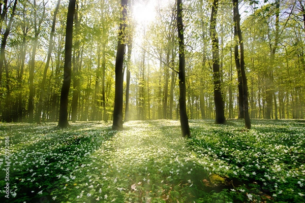 Obraz Waldling w podświetleniu