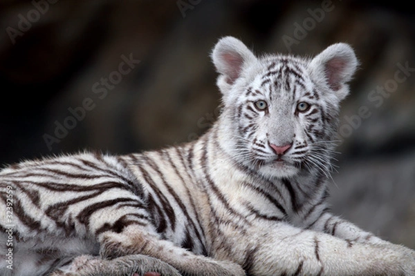 Obraz White tiger portrait