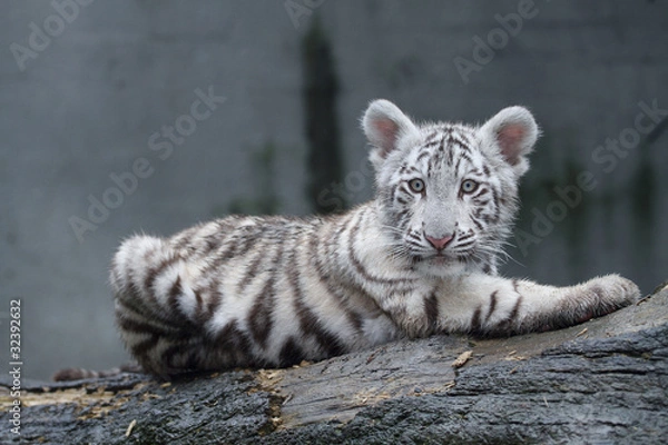 Obraz White tiger
