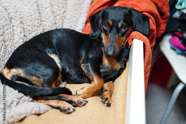 Fototapeta teckel lua