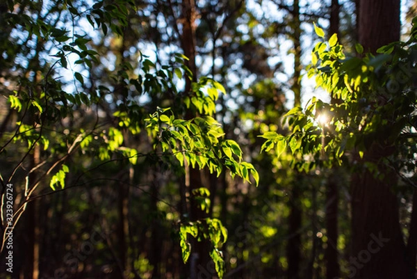 Fototapeta 木漏れ日の森　