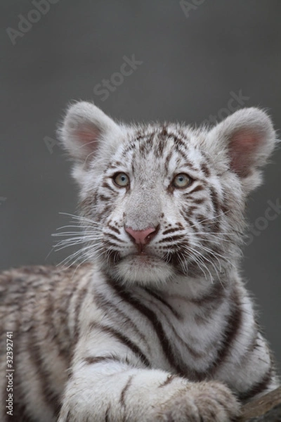 Obraz White tiger portrait