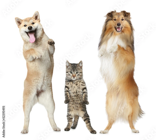 Obraz Two dogs and cat stand on hind legs