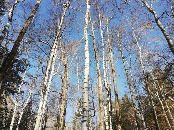 Obraz trees in the forest